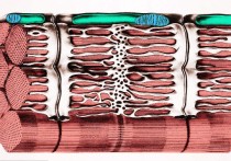 肌小節(jié)中有哪些成分 肌肉起點的名詞解釋