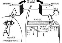 短時記憶記憶 什么意思 長時記憶和短時記憶的區(qū)別