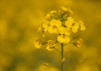 油菜花介紹 油菜花用來干嘛的