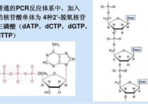 dtmp是什么轉(zhuǎn)變而來的 核苷酸代謝有關(guān)的發(fā)病機制