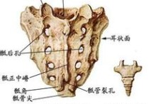 脊柱日語怎么說 【急需】小學(xué)英語單詞翻譯