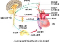 什么是竇弓反射 動脈血壓主要調節(jié)方式